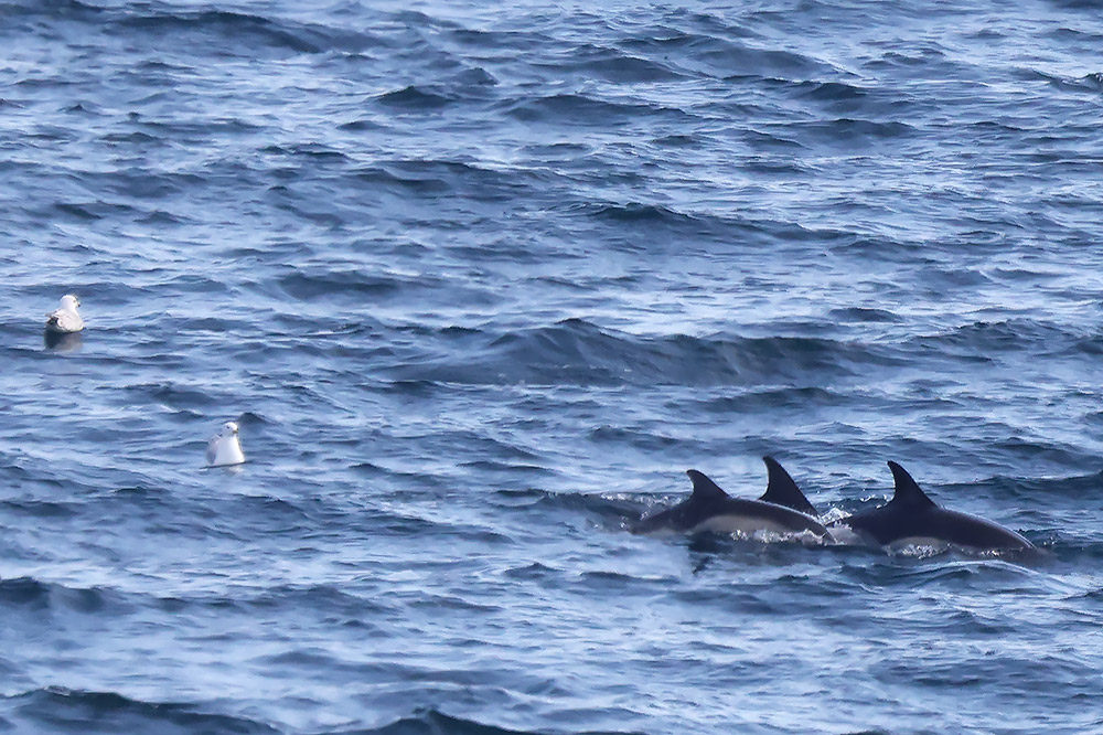 Common dolphins